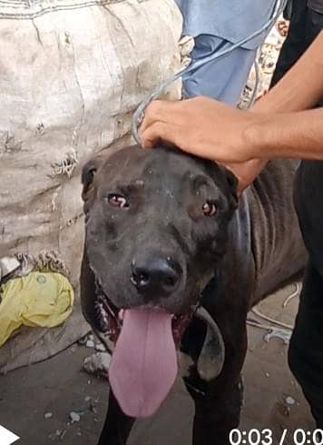 Pakistani bully