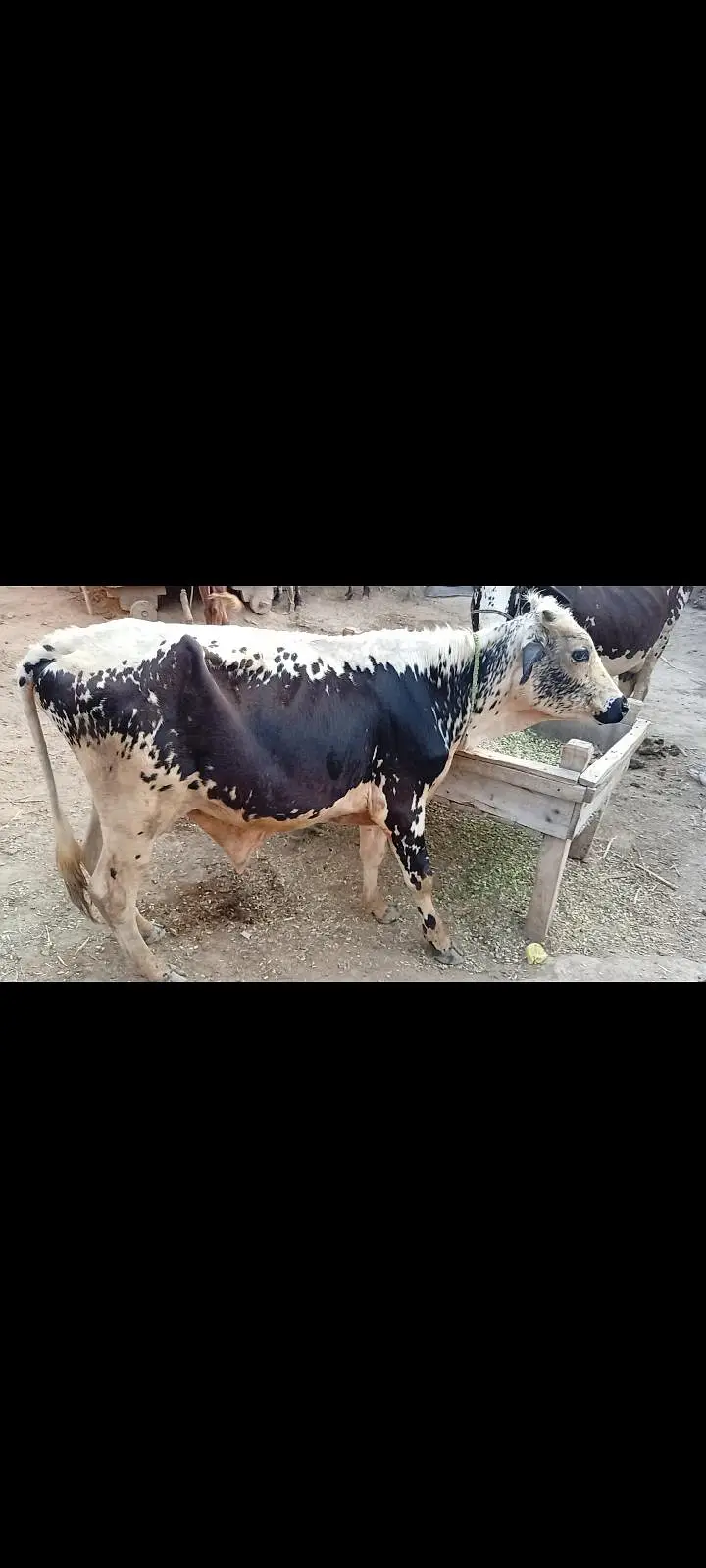 kheera cross bachra for sale