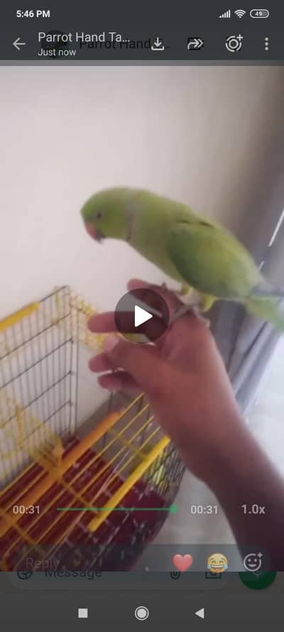 pair hand tame talking female face to face talking