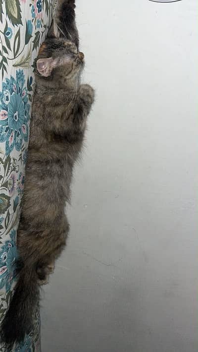 Female friendly cat