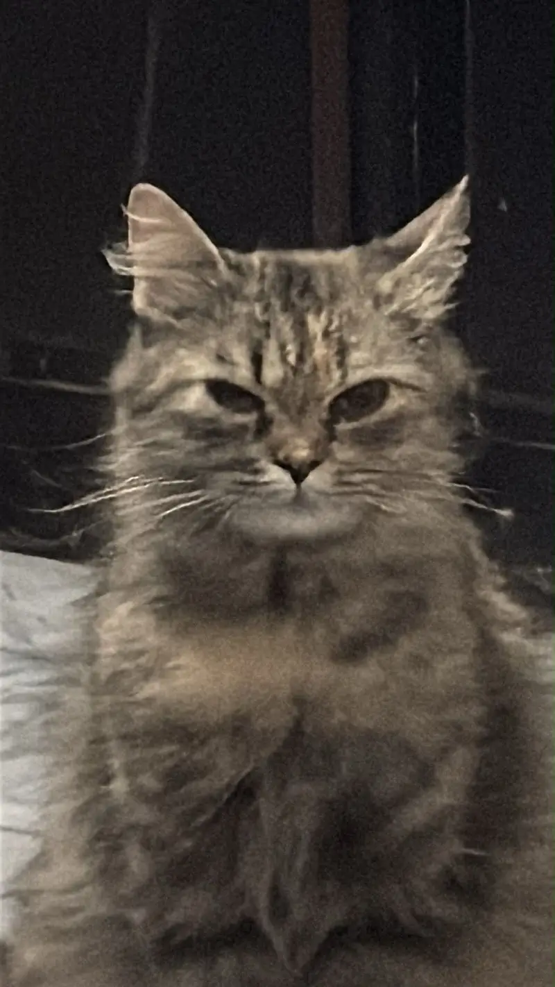 Female friendly cat — photo 3