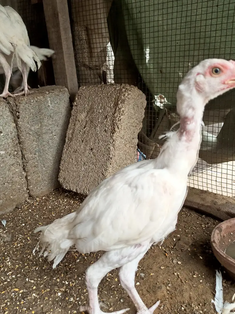 hira aseel hira aseel chicks — photo 2