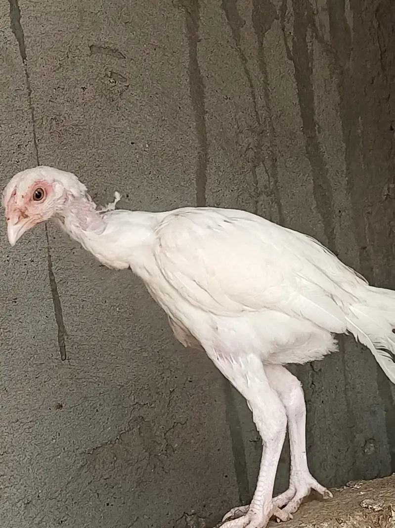 hira aseel hira aseel chicks — photo 3