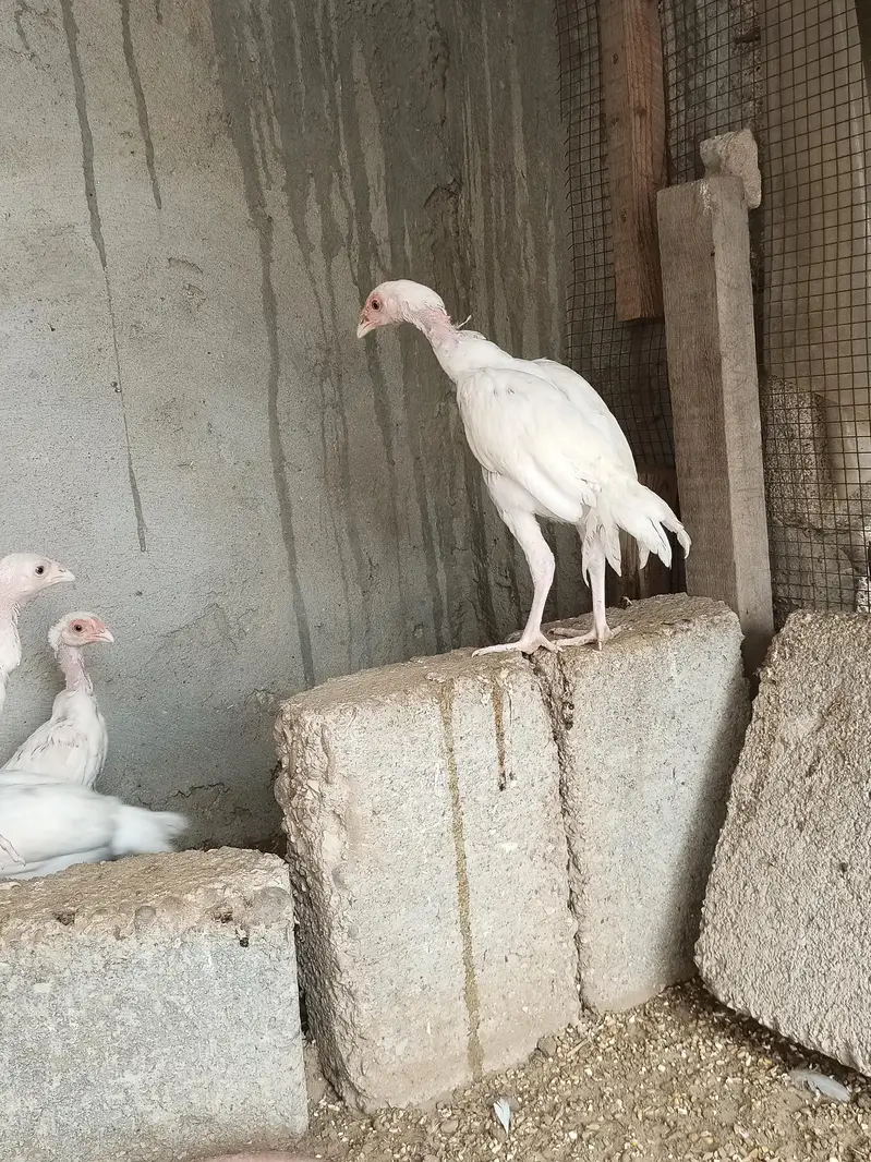 hira aseel hira aseel chicks — photo 4