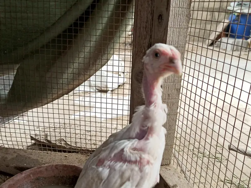 hira aseel hira aseel chicks — photo 5
