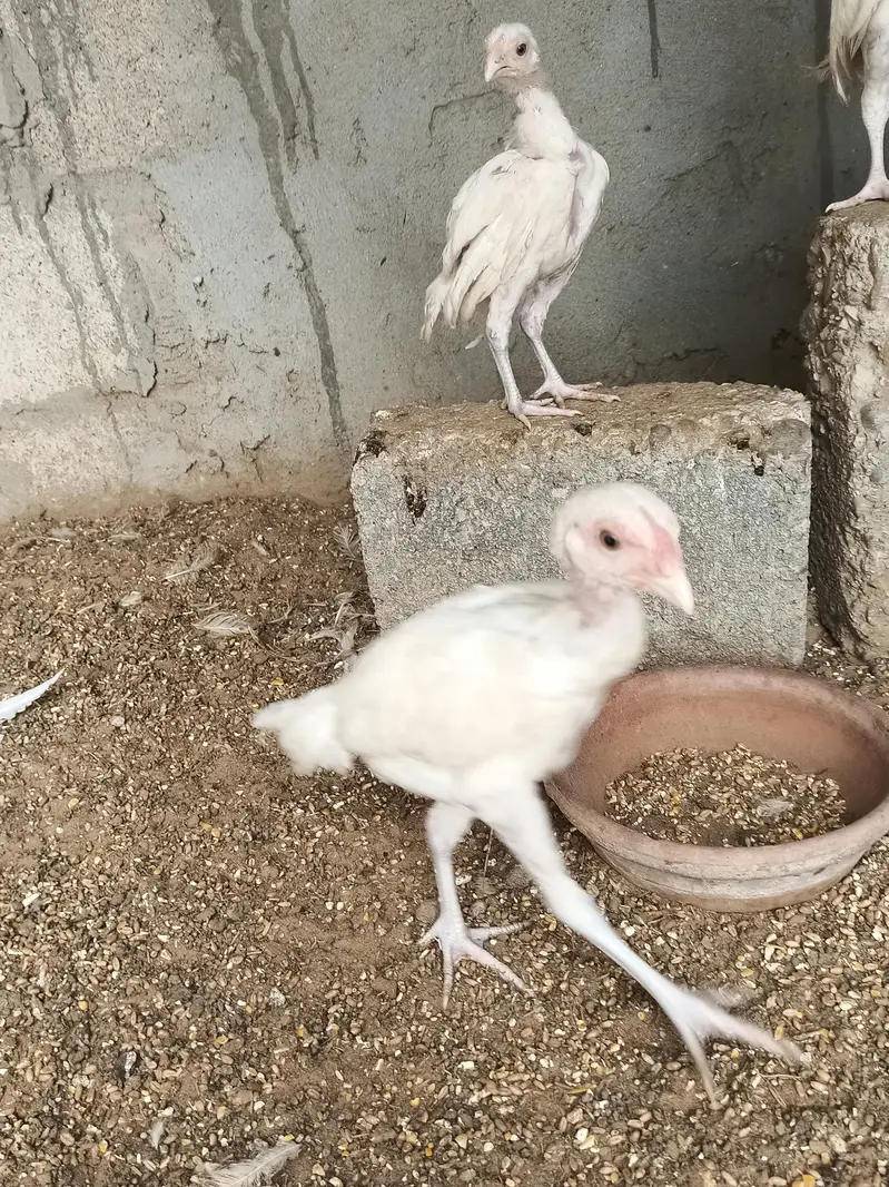 hira aseel hira aseel chicks — photo 6