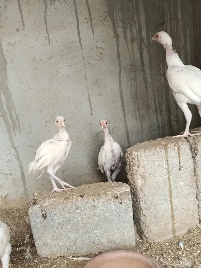 hira aseel hira aseel chicks — photo 7
