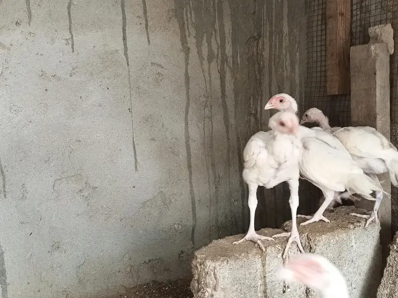 hira aseel hira aseel chicks — photo 8