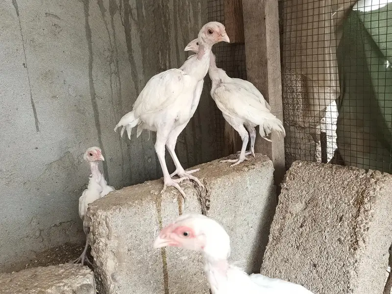 hira aseel hira aseel chicks — photo 9