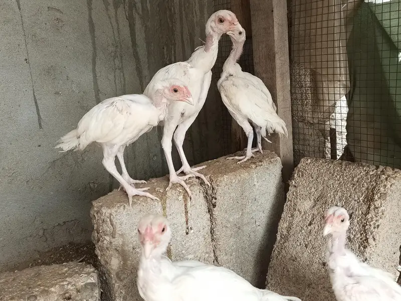 hira aseel hira aseel chicks — photo 10