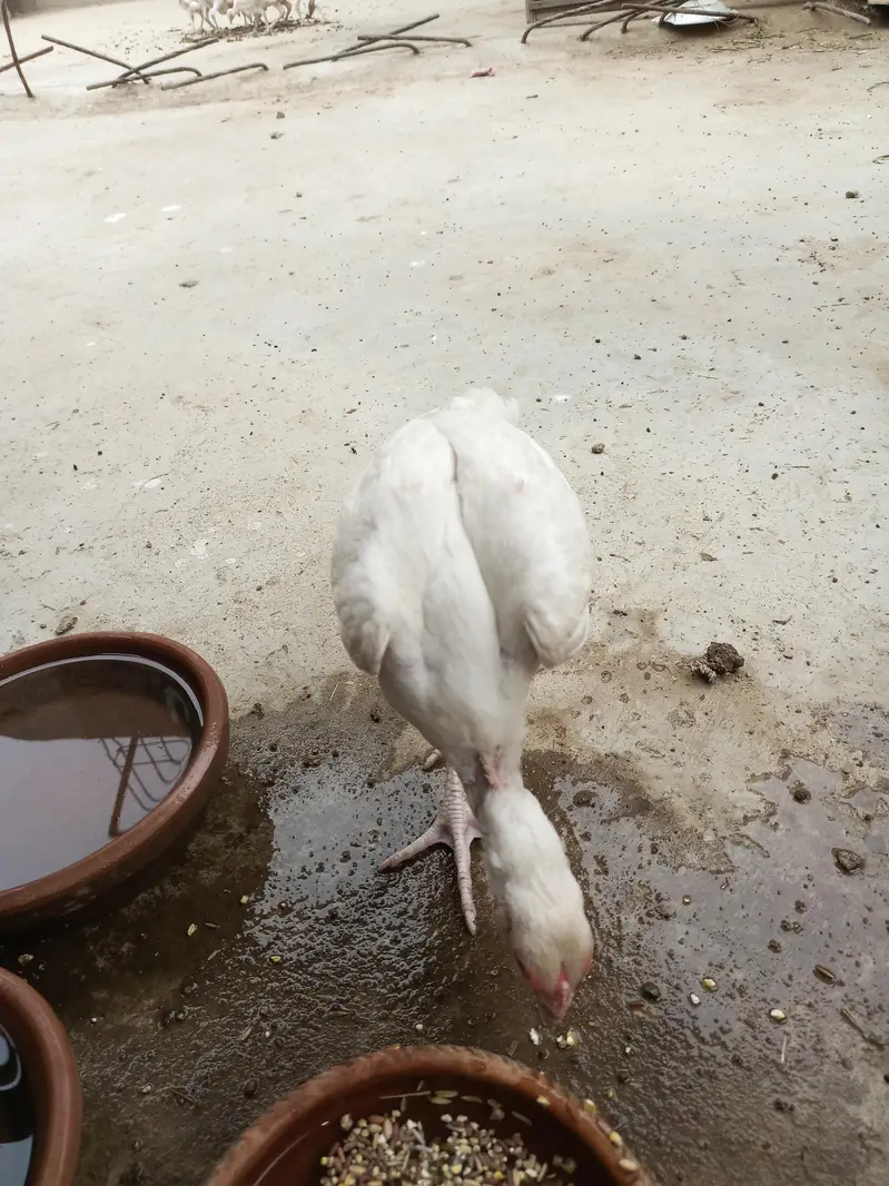 hira aseel hira aseel chicks — photo 11