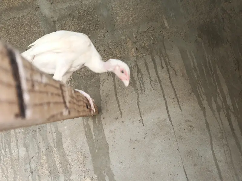 hira aseel hira aseel chicks — photo 12