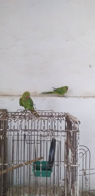 quality pair 03175087917