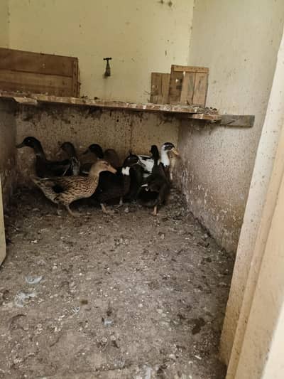 Ducks For Sale