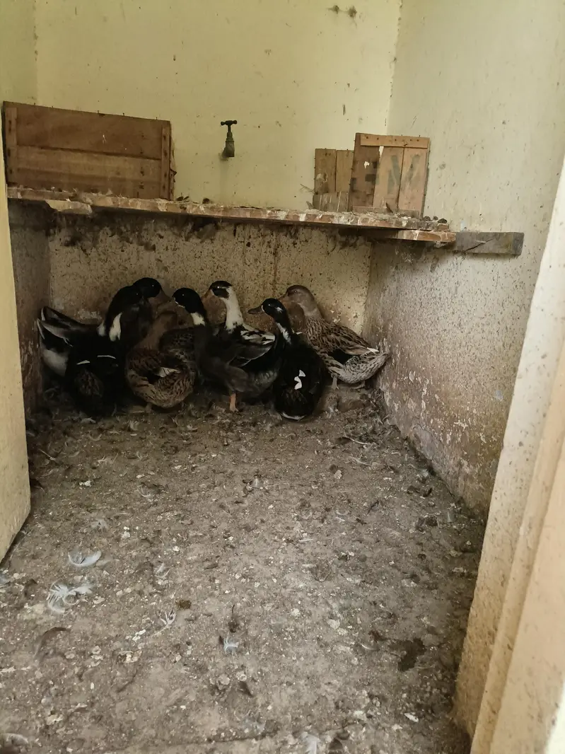 Ducks For Sale — photo 2