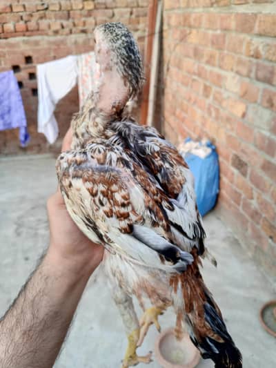 pure mianwali Aseel chicks