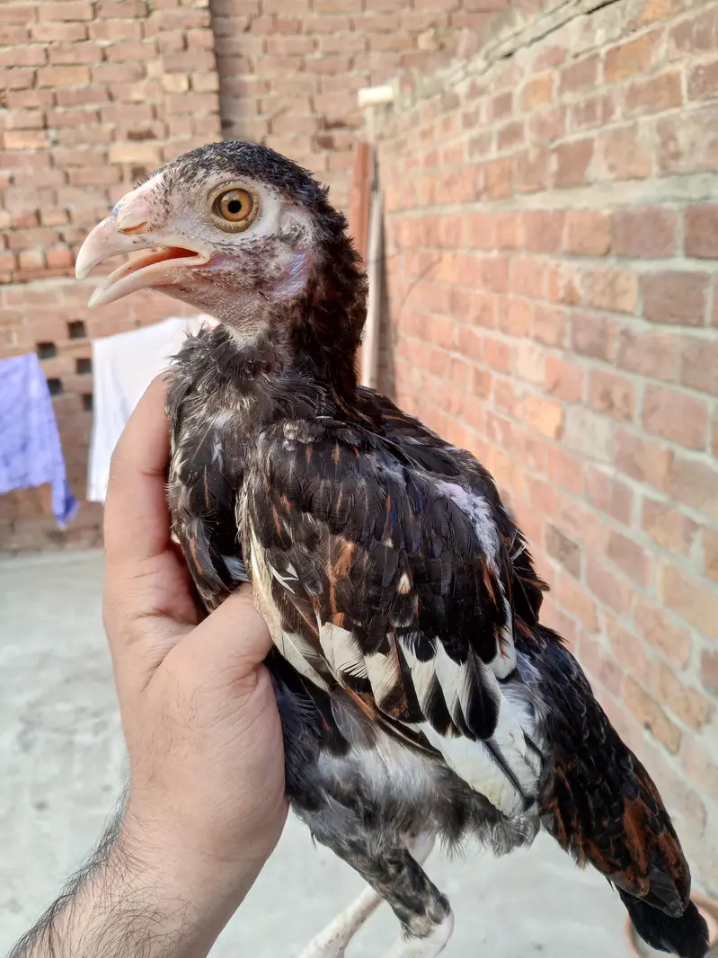 pure mianwali Aseel chicks — photo 2