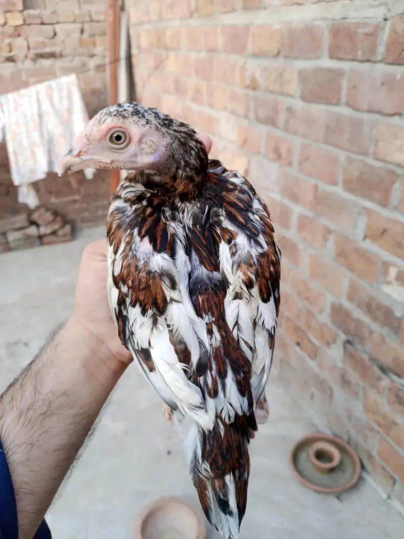 pure mianwali Aseel chicks — photo 3
