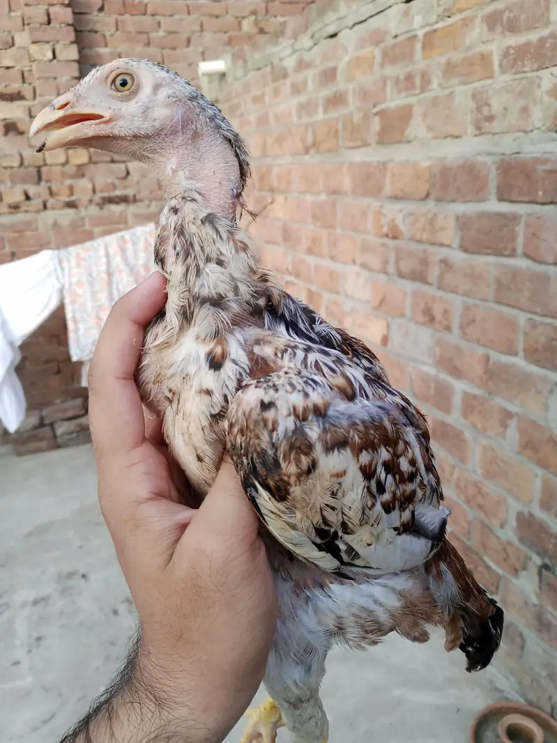pure mianwali Aseel chicks — photo 4
