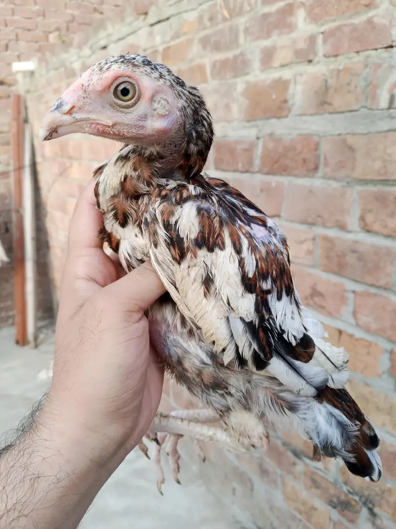 pure mianwali Aseel chicks — photo 5