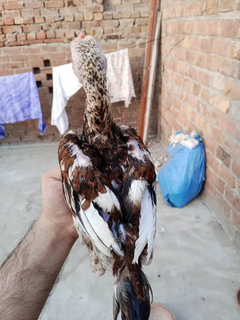 pure mianwali Aseel chicks — photo 6