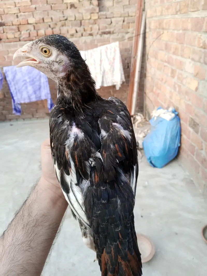 pure mianwali Aseel chicks — photo 8