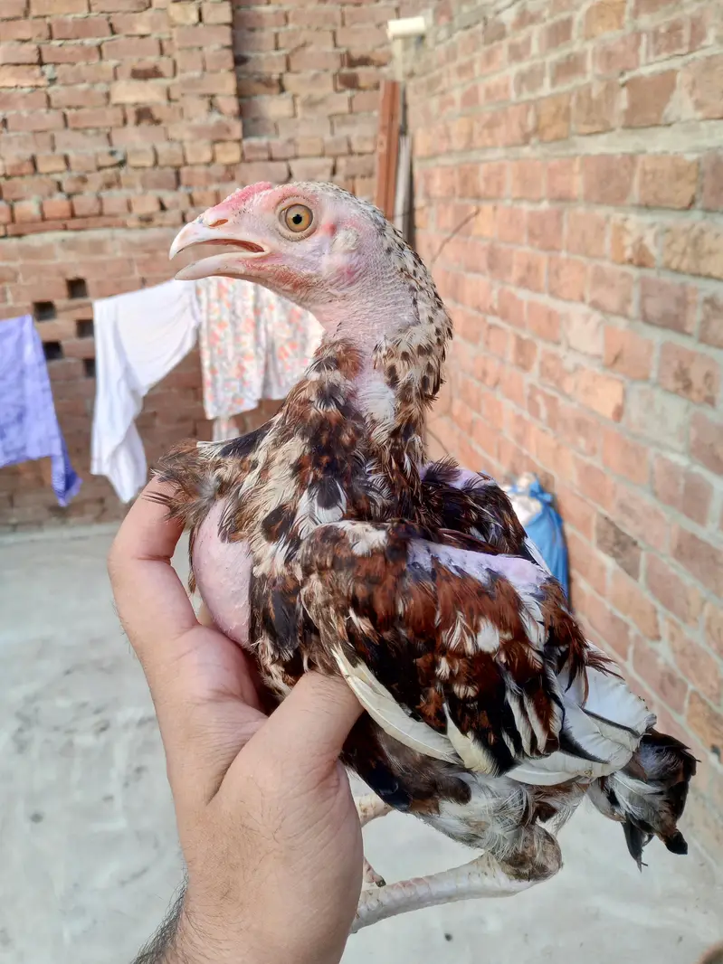 pure mianwali Aseel chicks — photo 9