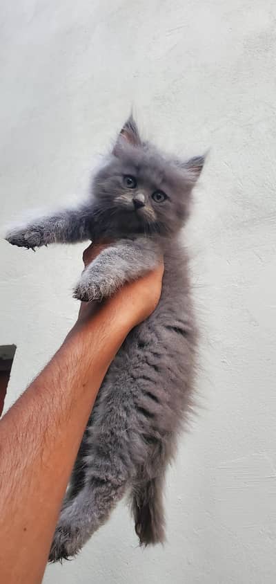 Persian grey kitten