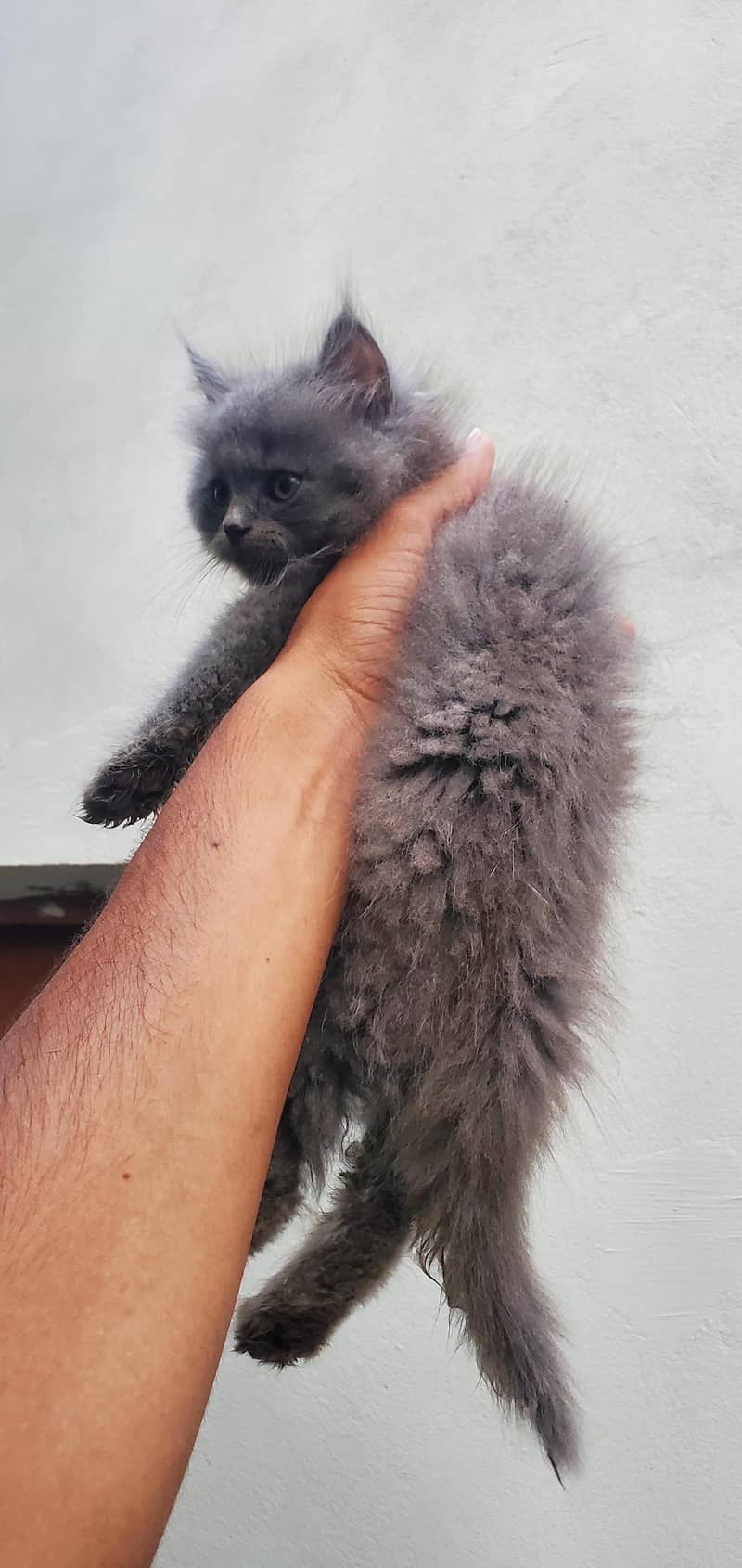 Persian cat 1