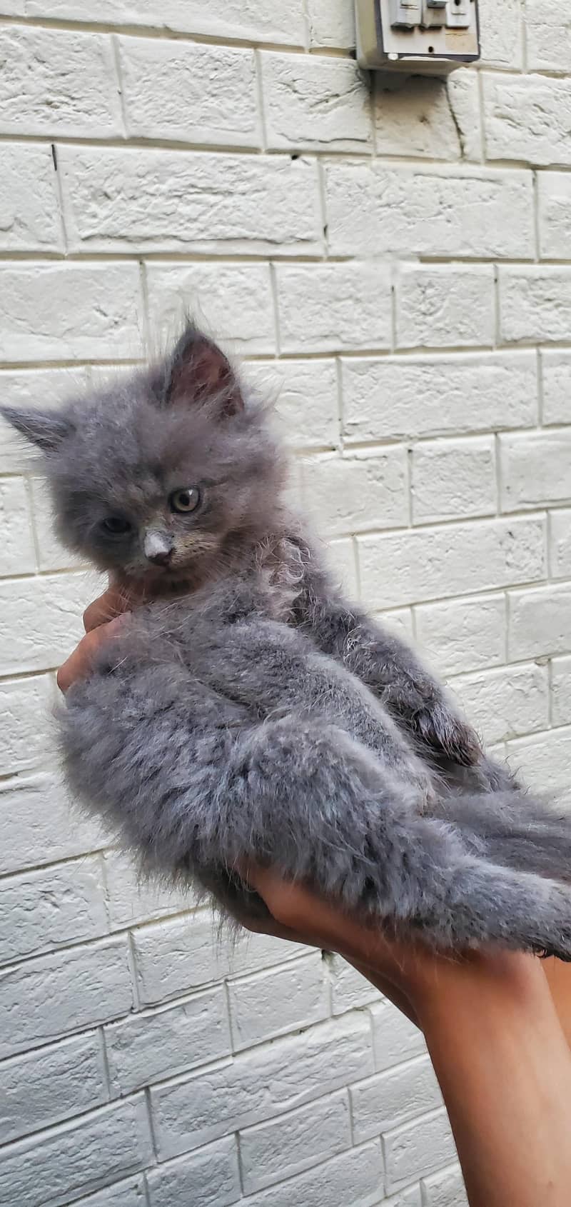 Persian cat 2