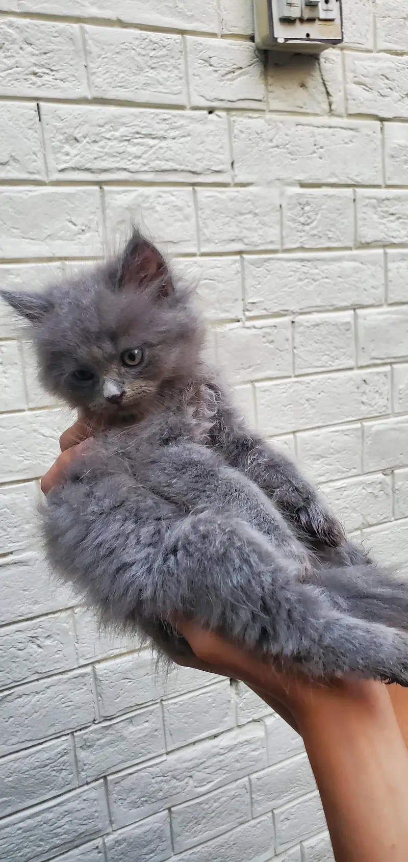 Persian cat — photo 3