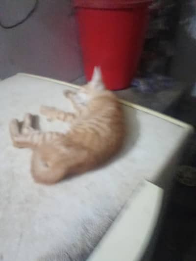 cats female for adoption