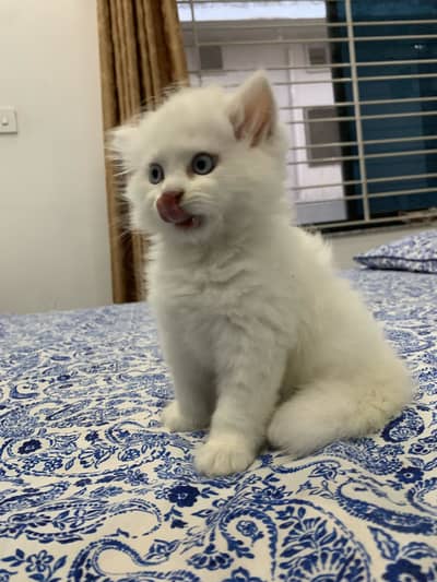 Persian kitten