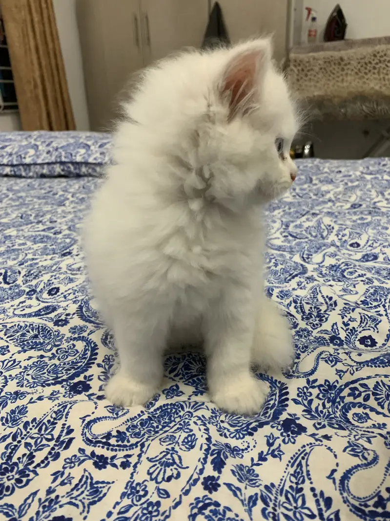 Persian kitten — photo 2