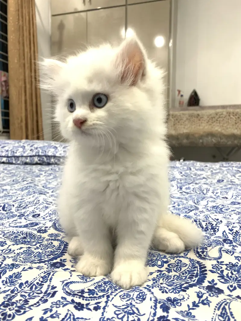 Persian kitten — photo 3