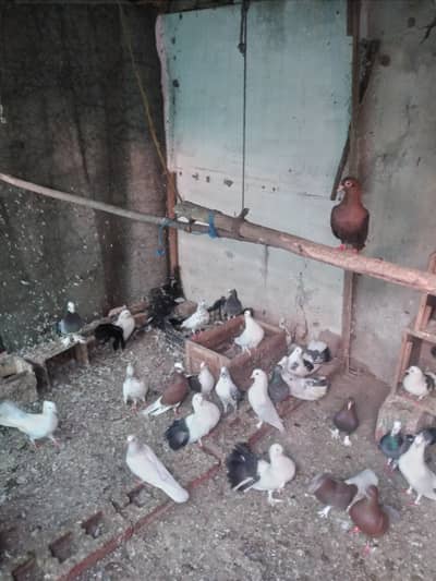 betifull pigeons