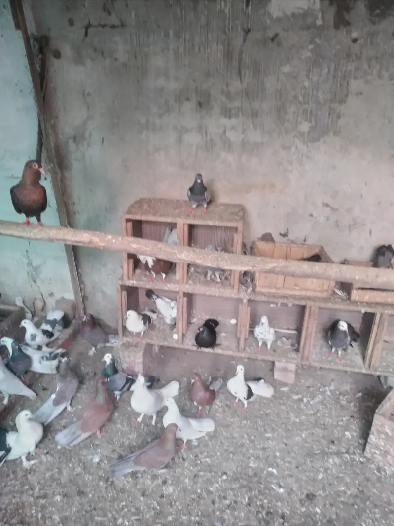 betifull pigeons — photo 2