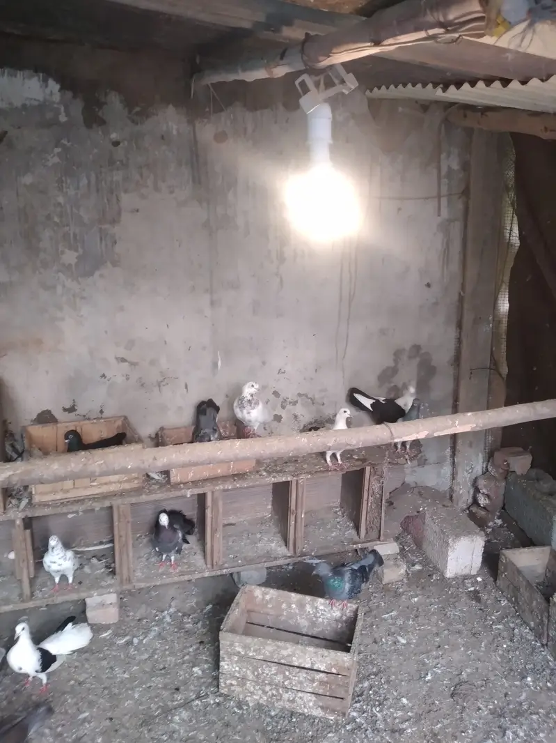 betifull pigeons — photo 3