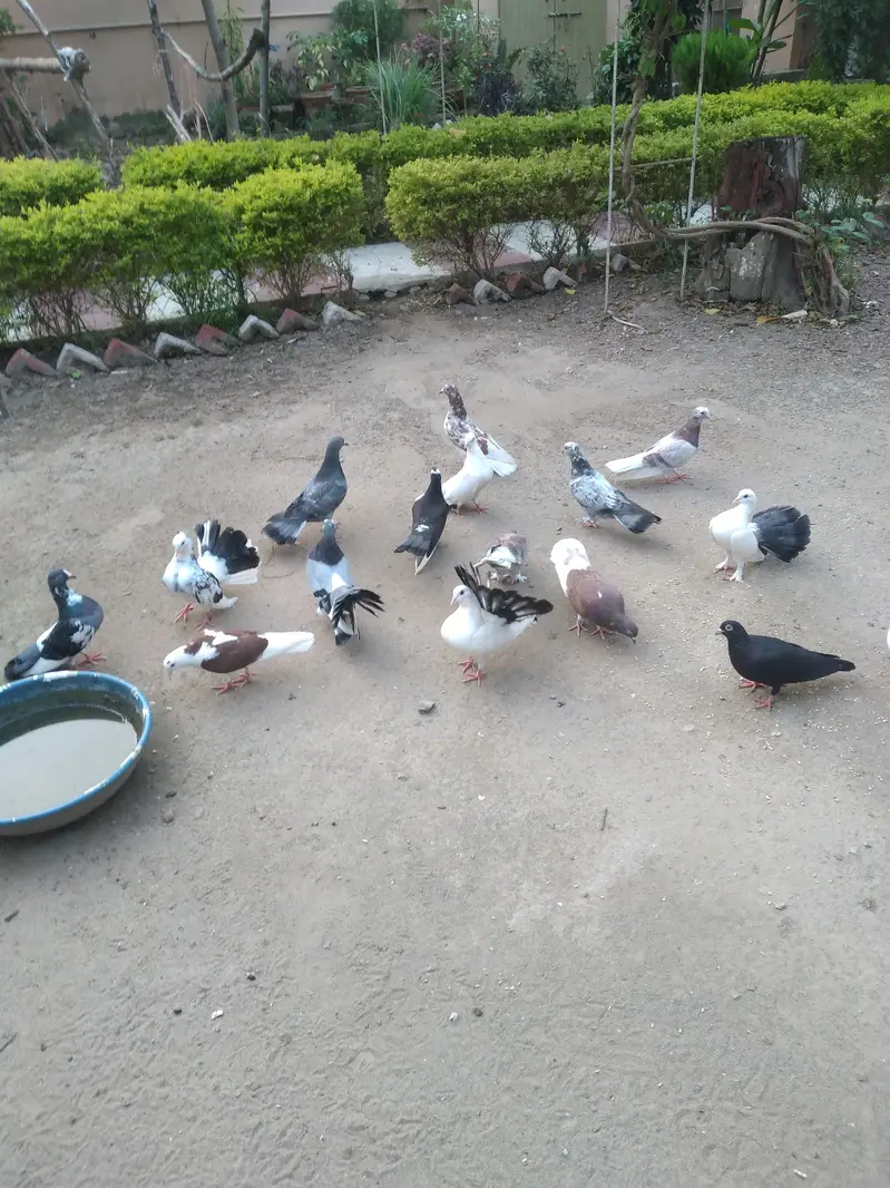 betifull pigeons — photo 4