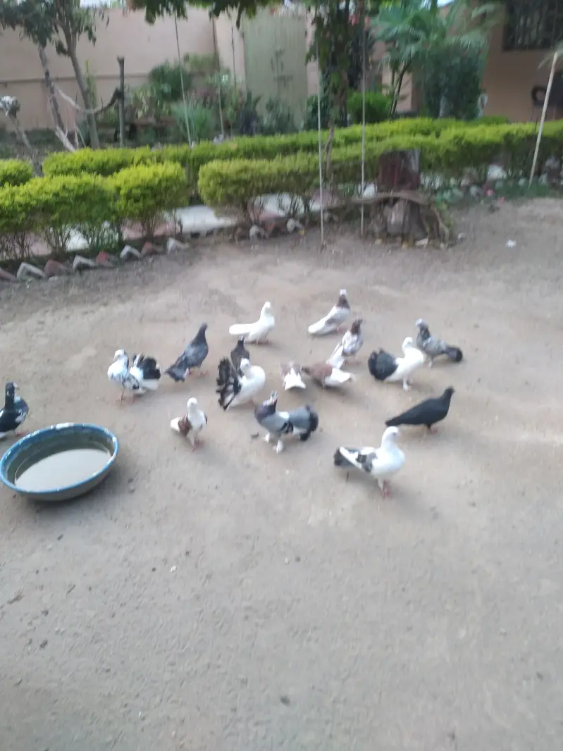betifull pigeons — photo 5