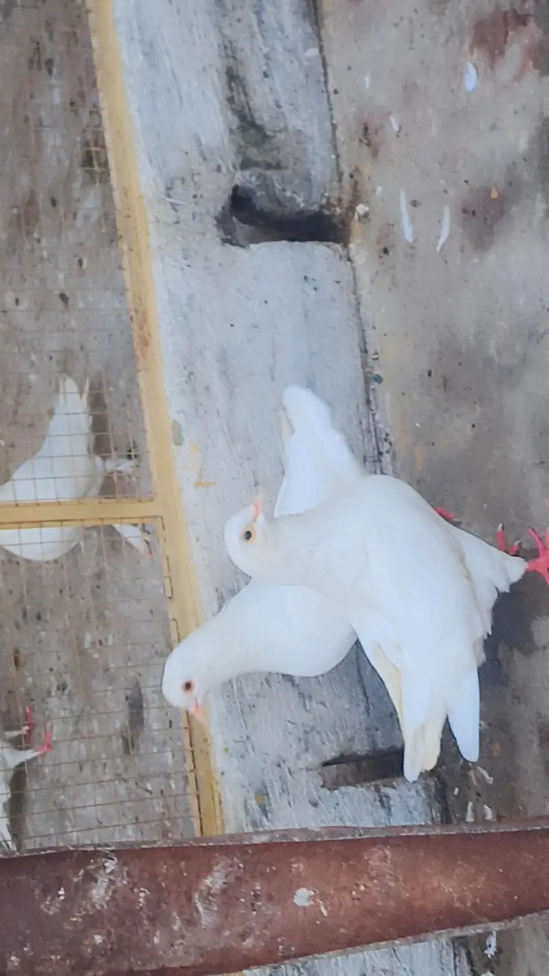 Total Kabooter for sale he King Kabooter Sherazi Jora White Taaj wala — photo 2