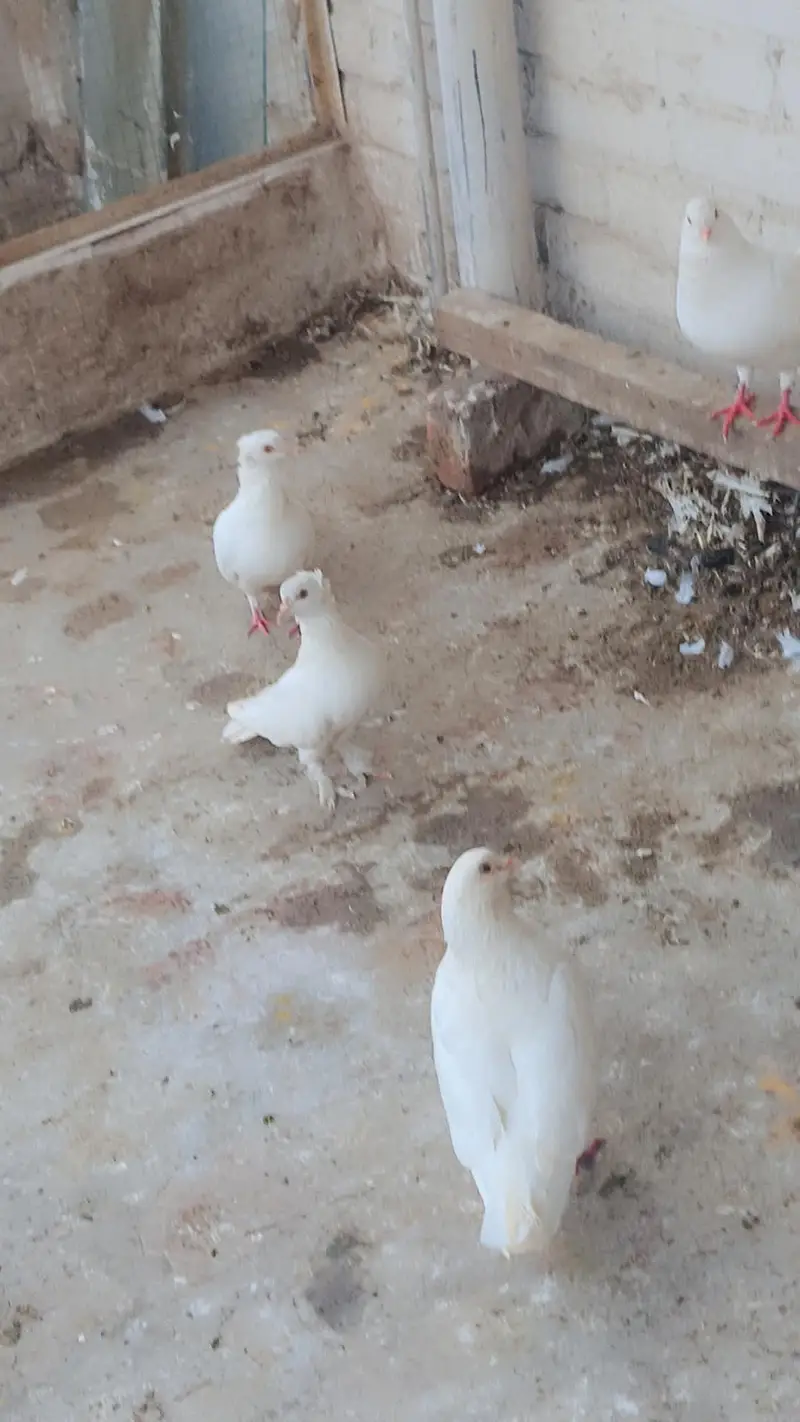 Total Kabooter for sale he King Kabooter Sherazi Jora White Taaj wala — photo 3