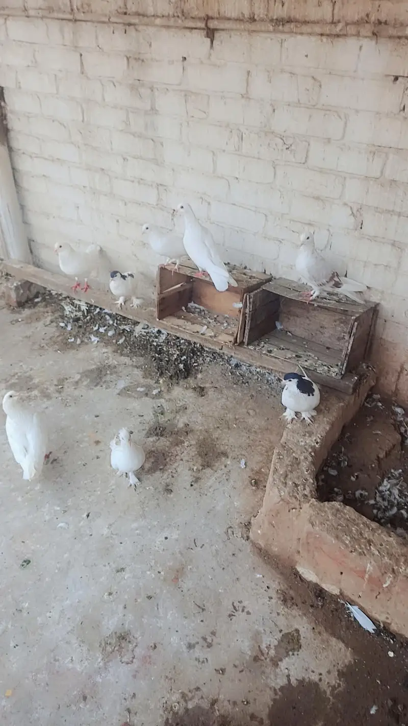 Total Kabooter for sale he King Kabooter Sherazi Jora White Taaj wala — photo 4