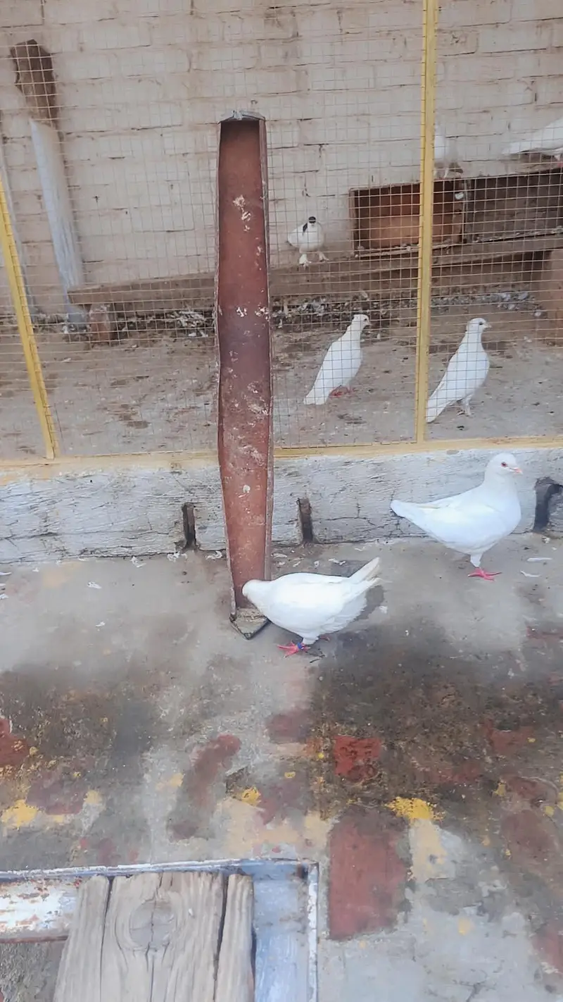 Total Kabooter for sale he King Kabooter Sherazi Jora White Taaj wala — photo 5