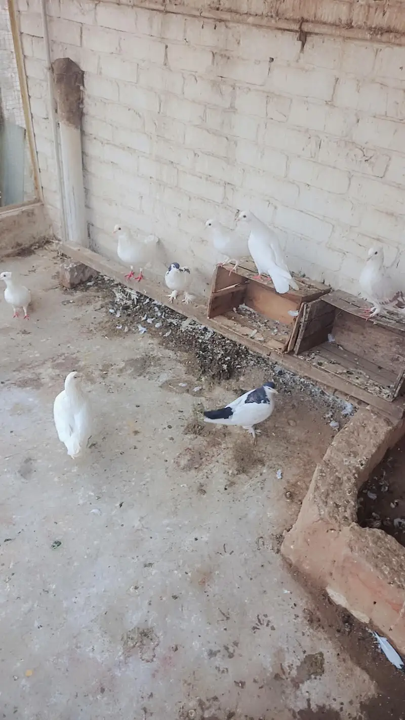Total Kabooter for sale he King Kabooter Sherazi Jora White Taaj wala — photo 6
