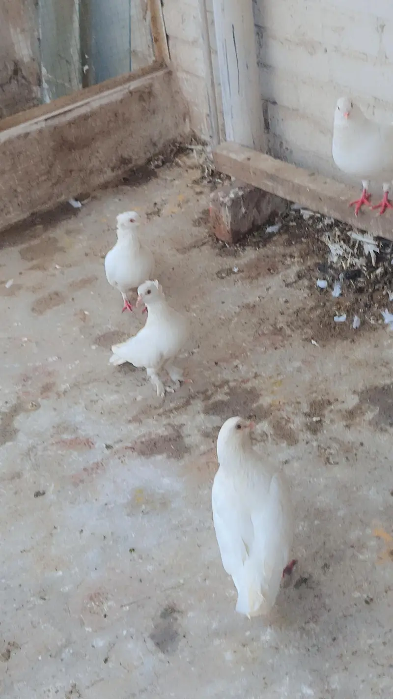 Total Kabooter for sale he King Kabooter Sherazi Jora White Taaj wala — photo 7
