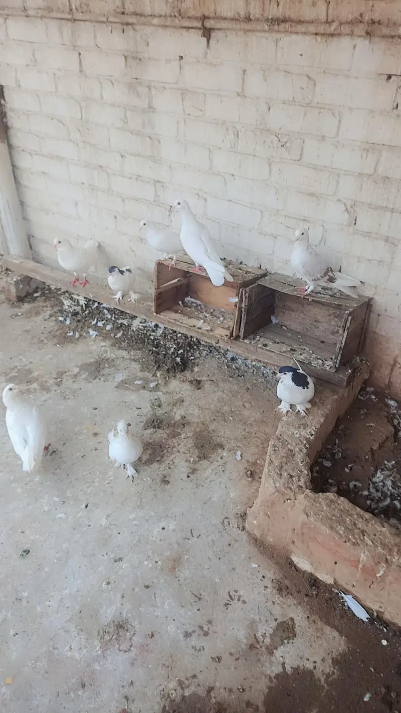Total Kabooter for sale he King Kabooter Sherazi Jora White Taaj wala — photo 8