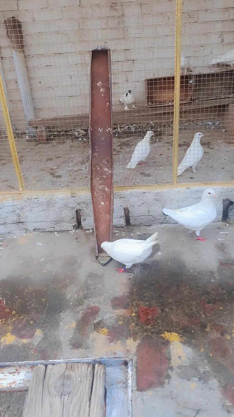 Total Kabooter for sale he King Kabooter Sherazi Jora White Taaj wala — photo 10