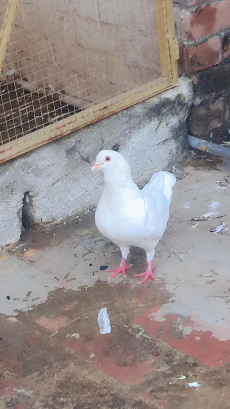 Total Kabooter for sale he King Kabooter Sherazi Jora White Taaj wala — photo 12