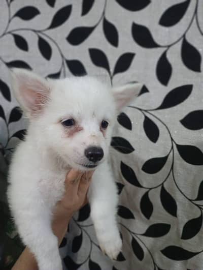 Male and Female 0 size toy breed Russian pups available